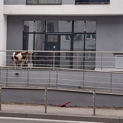 Крава на разходка изненада жителите на столичен квартал Животното е