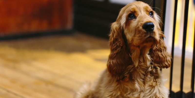 Кинолог посочи две породи кучета, които най-често разочароват стопаните