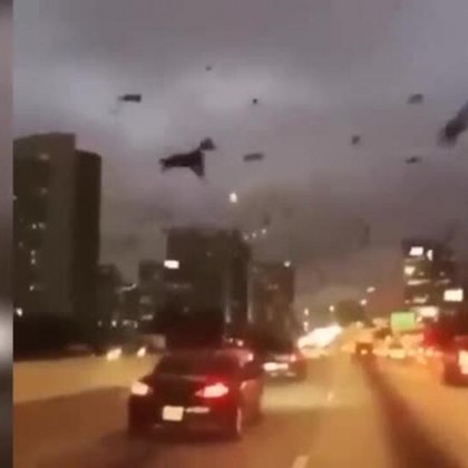Защо над Киев кръжат облаци от гарвани? ВИДЕО