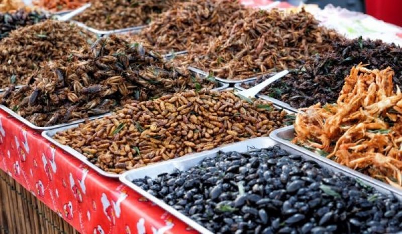 Кои насекоми ще се използват в храната?