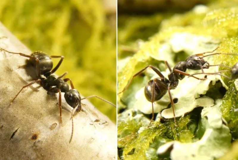 Пробив! Обучиха мравки да откриват рак на гърдата