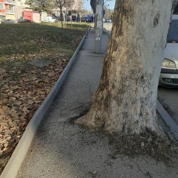 Стълбове и дървета красят тротоар в Плевен. Как се минава по него? СНИМКИ