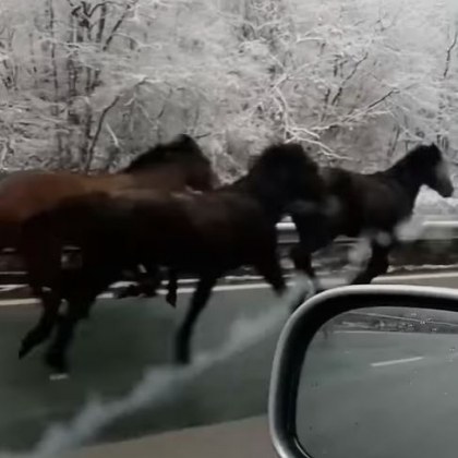 Коне препускат по магистрала Хемус Очевидец засне петте животни гонени от