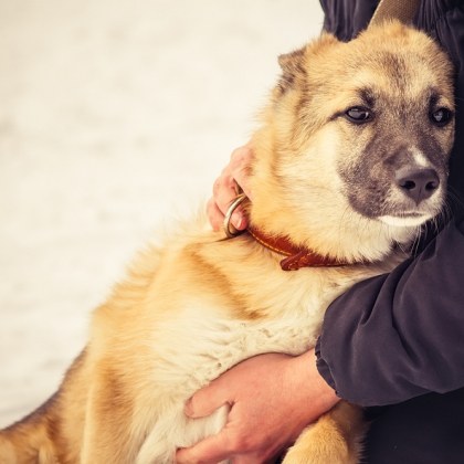 Полицията в Дряново разследва случай при който куче е било