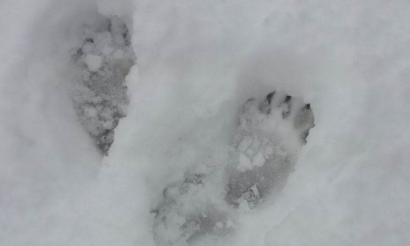 Откриха следи на малка мечка в Родопите СНИМКА