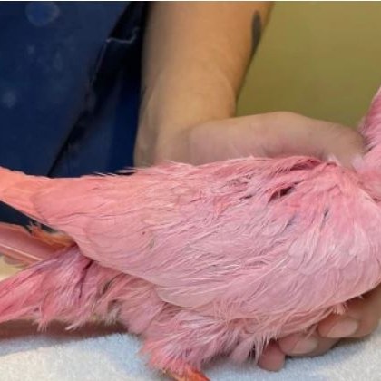 Природолюбители откриха необичаен розов гълъб в Ню Йорк Оказва се