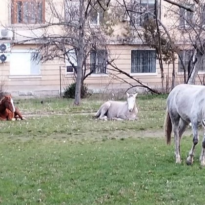 Група коне поскитосва по улиците на Димитровград а после се