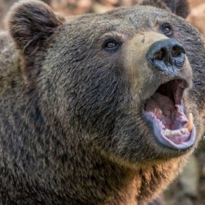 Набезите на мечки в Родопите не спират