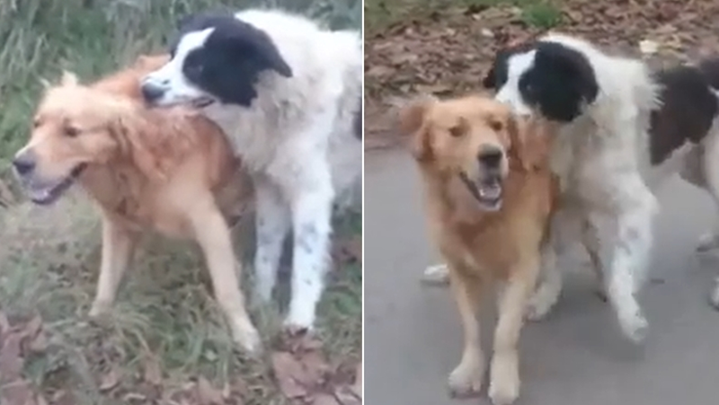 Кучета се бият, а мъж се наслаждава и ги снима СНИМКИ