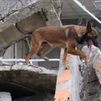 Българско спасително куче  откри живо петчленно семейство под руините на