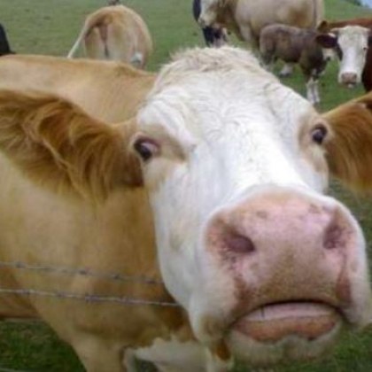 Испания е открила атипична спонгиформна енцефалопатия по говедата луда крава