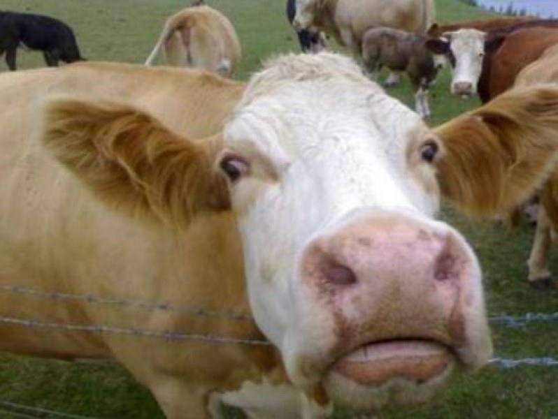 Испания е открила атипична спонгиформна енцефалопатия по говедата (луда крава)