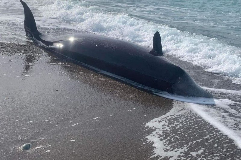 Мъртви китове изплуваха край бреговете на Кипър