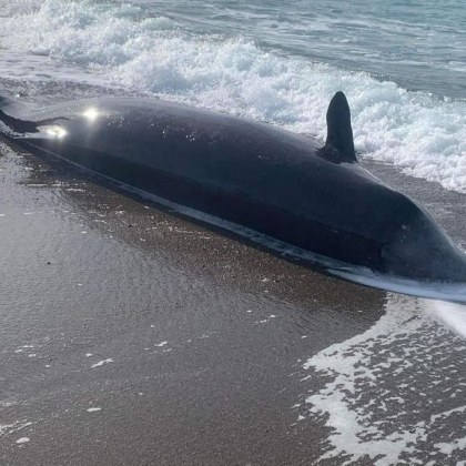Открити са мъртви китове по северοзападните брегове на Кипър вероятно