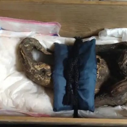 Японски учени завършиха изследването на мумията на русалката за която