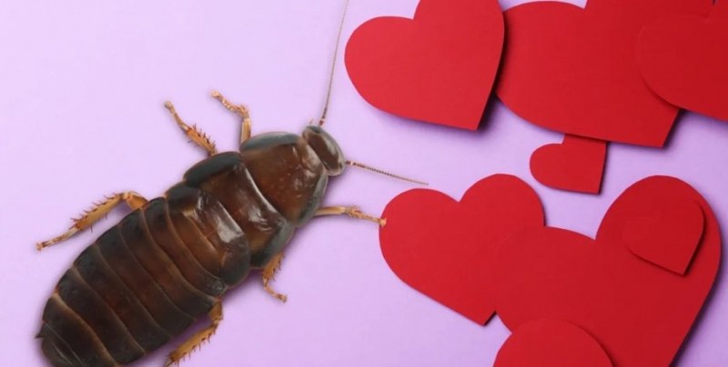 Вечен Валентин. Поканиха двойки да признаят любовта си с помощта на хлебарки
