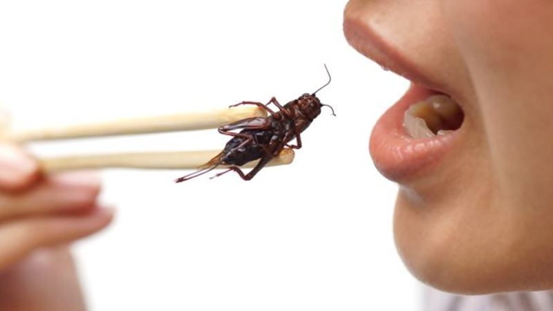 Ще се влагат ли насекоми в храните, без да знаем за това?