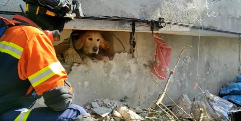Група португалски спасители, разчистващи развалините в Турция след най-силните земетресения,