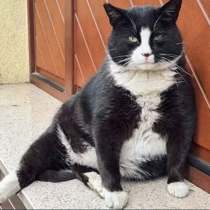 Дебела котка която живее на улицата се превърна в най популярната