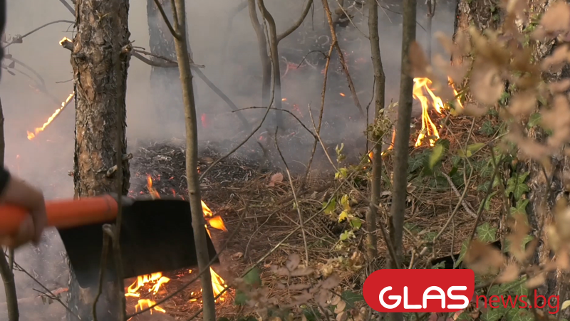 Голям пожар в борова гора в Шуменско
