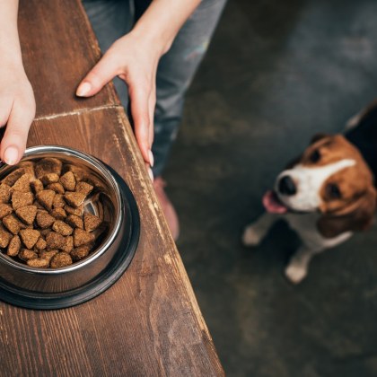 Животът поскъпва не само за хората но и за домашните