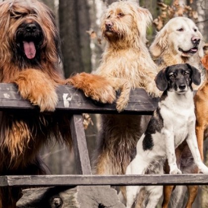 Собствениците на кучета вярват че без хората тези домашни любимци