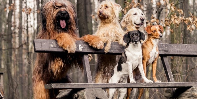 Собствениците на кучета вярват, че без хората тези домашни любимци