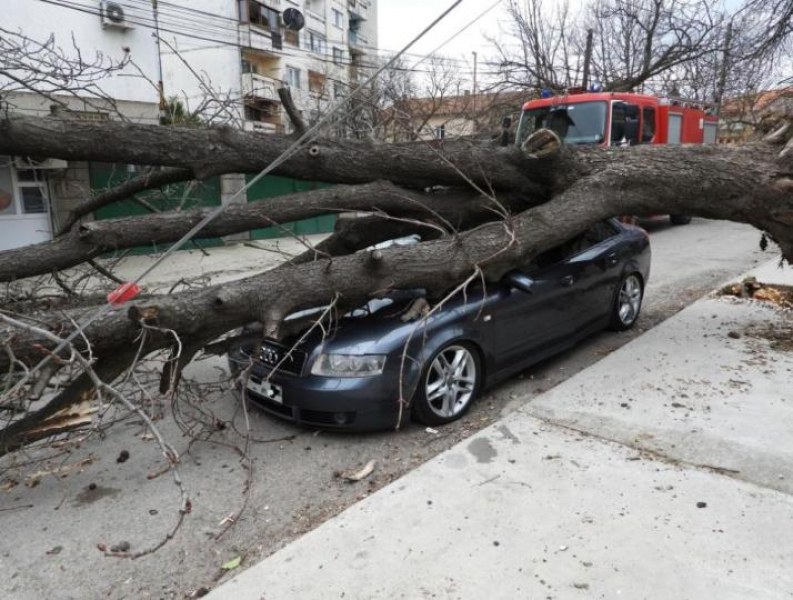 Огромно дърво се стовари върху кола! По чудо няма жертви СНИМКИ