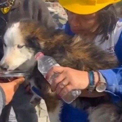Куче бе спасено след 23 дни под отломките на срутила
