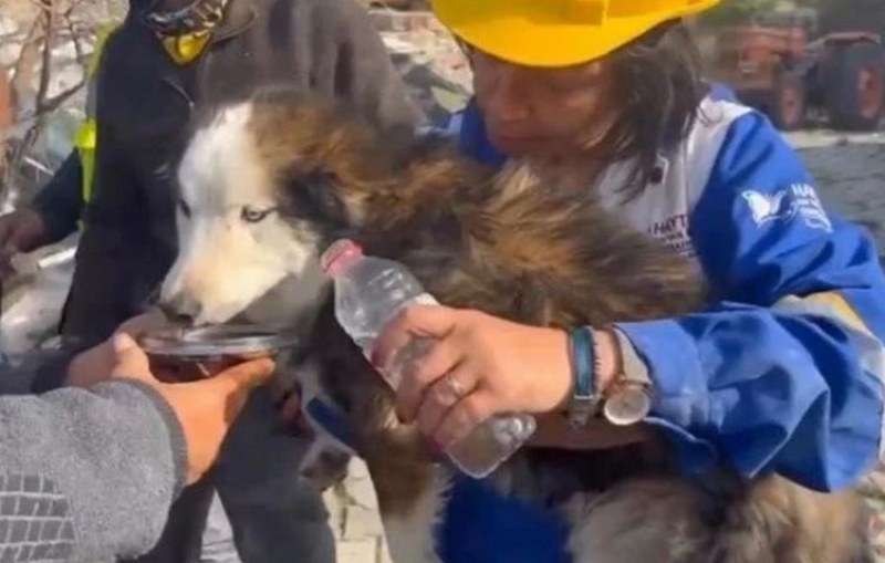Спасиха куче след 23 дни под развалините в Турция