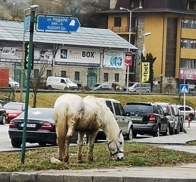 Белият кон пристигна, но къде ли е принцът? СНИМКА