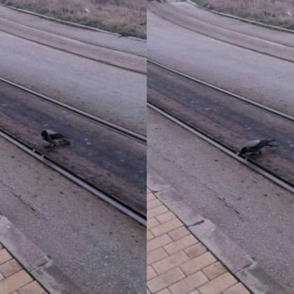 Сива врана която поставя орехи върху трамвайната релса и след