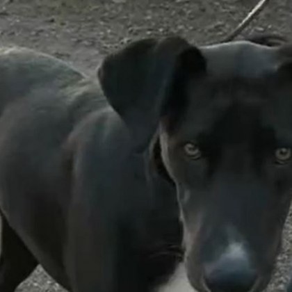 В русенското село Борисово простреляха домашно куче За това сигнализира