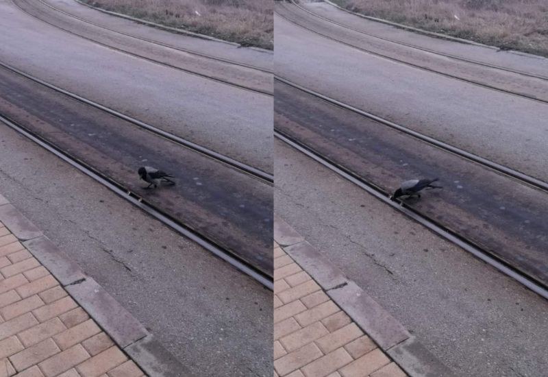 Сива врана, която поставя орехи върху трамвайната релса и след