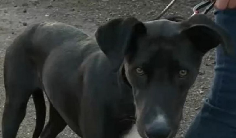 Жена откри простреляно домашното си куче