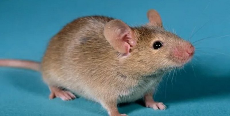 Пробив в лечението на безплодие! Учени създадоха мишки с двама бащи