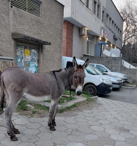Сиво магаренце скитосва по улиците. Търси ли го някой? СНИМКИ
