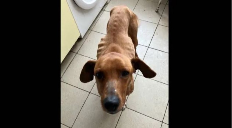 Откриха куче, заровено живо в Пловдив СНИМКИ