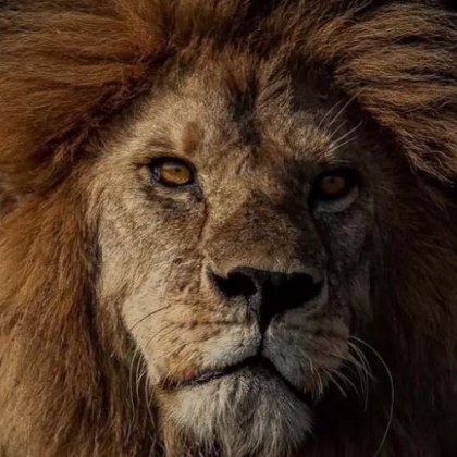 Лъв известен като Краля на Серенгети е бил убит от свои