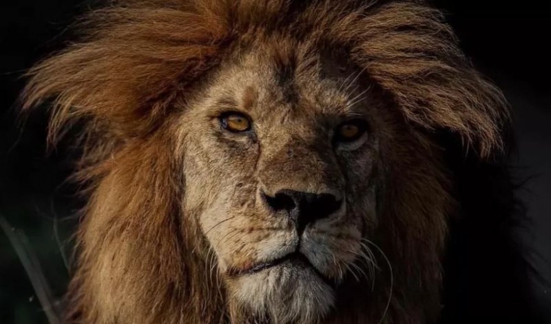 Лъв, известен като Краля на Серенгети, е бил убит от свои
