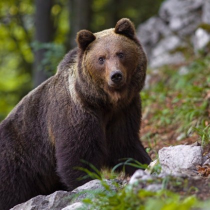 Нападения от мечки в населени места по поречието на Арда