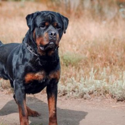 Куче порода ротвайлер в град Куинсбърг ЮАР спаси собственика си