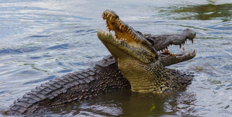 По време на сафари крокодил открадна хладилник от туристи ВИДЕО