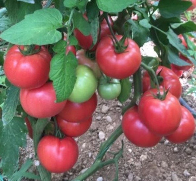 Вкусният български розов домат - колко ще струва тази пролет