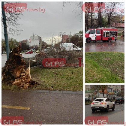 Огромно дърво се стовари върху кола на Коматевско в Пловдив