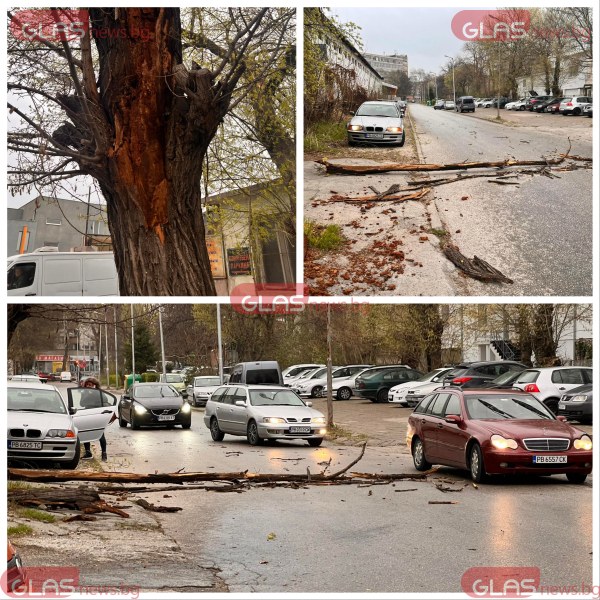 Мощен вятър се изви над Пловдив! Падат дървета, хвърчат боклуци СНИМКИ