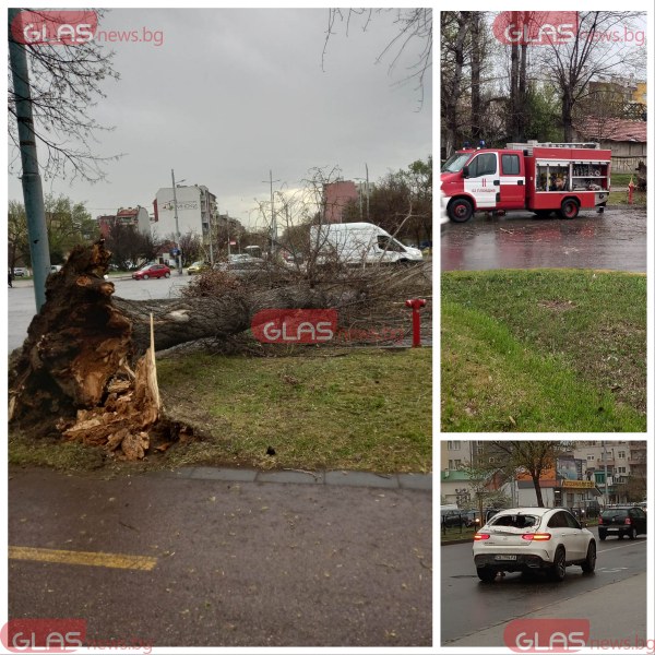 Огромно дърво се стовари върху кола на Коматевско в Пловдив СНИМКИ