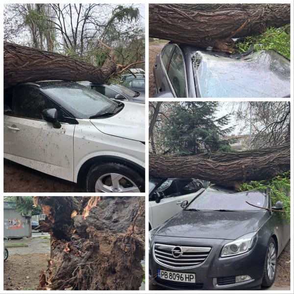 Последиците от вятъра в Пловдив: смачкани коли, изтръгнати дървета и билбордове, изплашени хора ВИДЕО