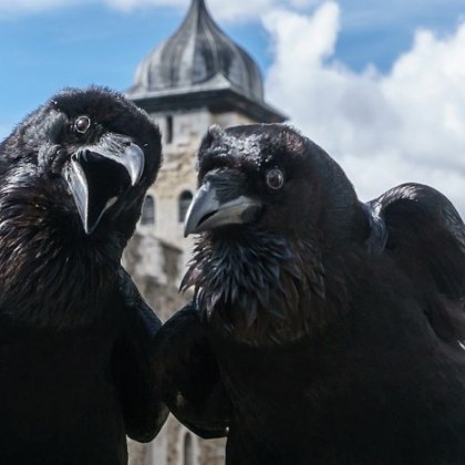 Куловите гарвани са птици които живеят в Лондонската кула  Те символизират
