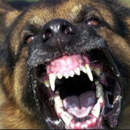 Глутница кучета е нападнала и убила жена в Долна Оряховица